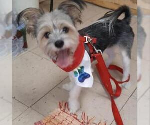 Silky Terrier Dogs for adoption in San Pablo, CA, USA