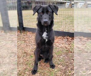 German Shepherd Dog-Unknown Mix Dogs for adoption in Warrenton, VA, USA