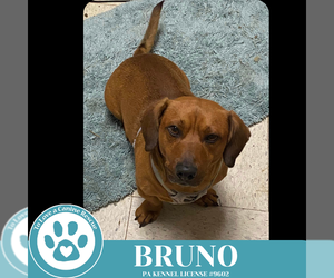 Doxle Dogs for adoption in Kimberton, PA, USA