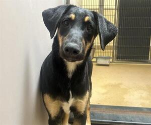 German Shepherd Dog-Unknown Mix Dogs for adoption in Martinez, CA, USA
