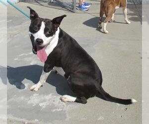 American Pit Bull Terrier-Unknown Mix Dogs for adoption in Louisville, KY, USA