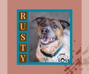 Mutt Dogs for adoption in Blackwood, NJ, USA