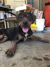 Rottweiler-American Pit Bull Terrier Dogs for adoption in Palmetto, FL, USA