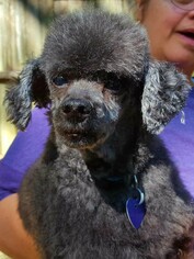 Medium Photo #1 Poodle (Toy) Puppy For Sale in Cary, NC, USA