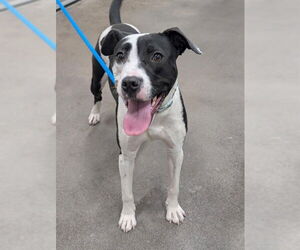 Border Collie Dogs for adoption in Forestville, MD, USA