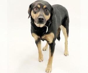 Rottweiler Dogs for adoption in Show Low, AZ, USA