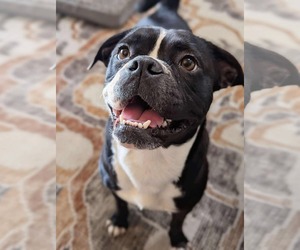 Puggle Dogs for adoption in Westwood, NJ, USA