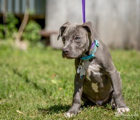 American Staffordshire Terrier Dogs for adoption in Pequot Lakes, MN, USA