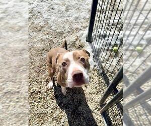 American Pit Bull Terrier Dogs for adoption in Frisco, CO, USA