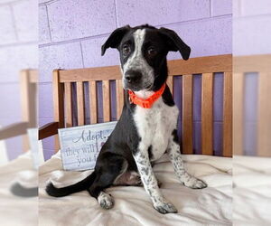 Border Collie-Unknown Mix Dogs for adoption in Genesee, WI, USA