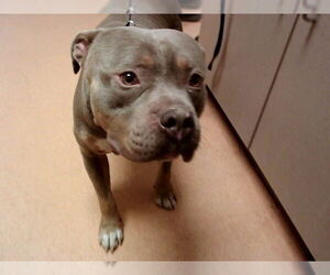 Mutt Dogs for adoption in Martinez, CA, USA