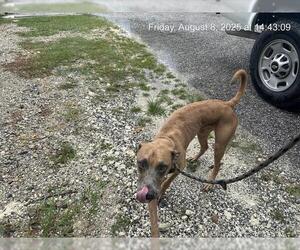 Black Mouth Cur-Unknown Mix Dogs for adoption in Ocala, FL, USA