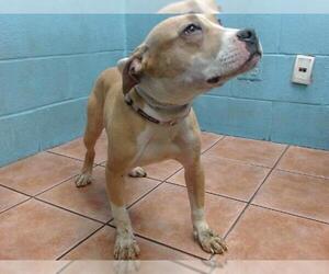 American Pit Bull Terrier Dogs for adoption in Downey, CA, USA