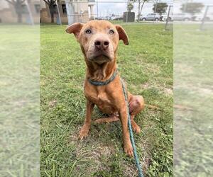 Labrador Retriever-Unknown Mix Dogs for adoption in Corpus Christi, TX, USA