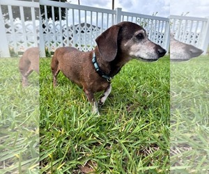 Dachshund Dogs for adoption in New Smyrna Beach, FL, USA