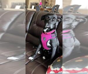 American Staffordshire Terrier-Labrador Retriever Mix Dogs for adoption in San Antonio, TX, USA