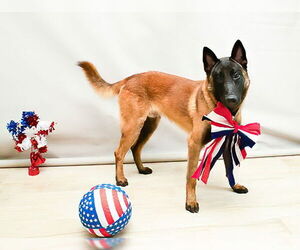 Mutt Dogs for adoption in Sanford, FL, USA