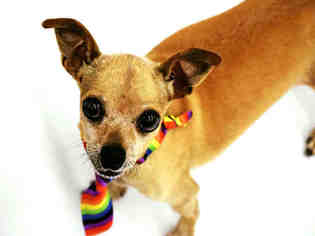 Chihuahua Dogs for adoption in Henderson, NV, USA