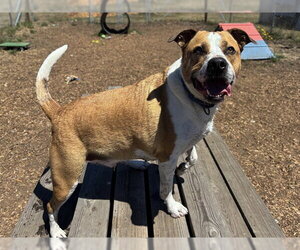 Mutt Dogs for adoption in McKinleyville, CA, USA