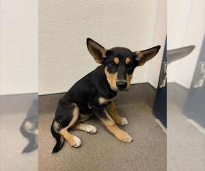 German Shepherd Dog Dogs for adoption in HESPERIA, CA, USA