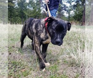 Presa Canario Dogs for adoption in Evergreen, CO, USA