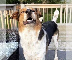 Collie-Coonhound Mix Dogs for adoption in Dublin, OH, USA