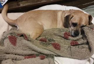 Puggle Dogs for adoption in Decatur, GA, USA