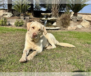 Labrador Retriever Dogs for adoption in Clovis, CA, USA