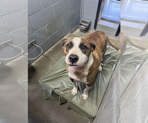 American Pit Bull Terrier Dogs for adoption in Evansville, IN, USA
