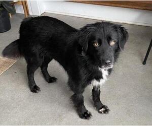 Border Collie-Unknown Mix Dogs for adoption in Aurora, OH, USA