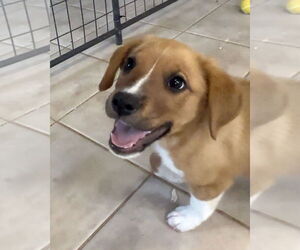 Mutt Dogs for adoption in Green Forest, AR, USA