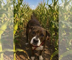 Mutt Dogs for adoption in Globe, AZ, USA