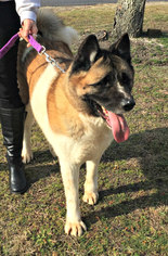 Akita Dogs for adoption in Spring Lake, NJ, USA