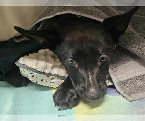 German Shepherd Dog-Unknown Mix Dogs for adoption in Rancho Cucamonga, CA, USA