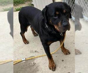 Rottweiler-Unknown Mix Dogs for adoption in Mason, MI, USA