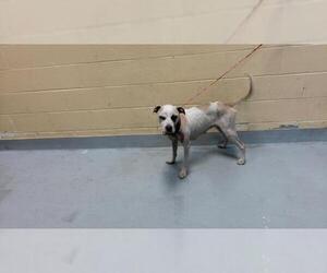 Mutt Dogs for adoption in Tulsa, OK, USA
