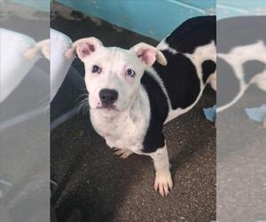 Mutt Dogs for adoption in Woodland, CA, USA