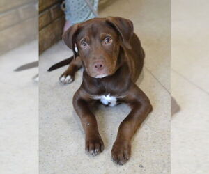 Golden Retriever-Unknown Mix Dogs for adoption in Germanton, TN, USA