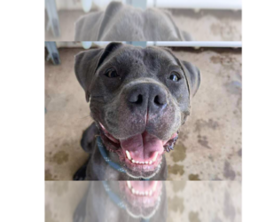 Mutt Dogs for adoption in Abbeville, LA, USA