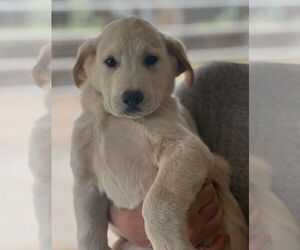 Labrador Retriever-Unknown Mix Dogs for adoption in Dana Point, CA, USA