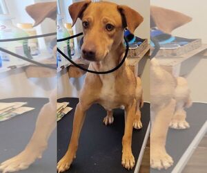 Labrador Retriever-Unknown Mix Dogs for adoption in Carrollton, TX, USA