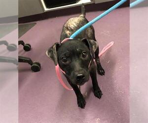 Rat Terrier-Unknown Mix Dogs for adoption in Long Beach, CA, USA