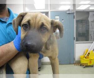 Black Mouth Cur-Unknown Mix Dogs for adoption in Oklahoma City, OK, USA
