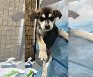 Mutt Dogs for adoption in Calgary, Alberta, Canada