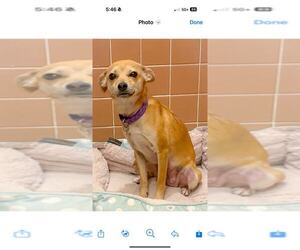 Chihuahua-Unknown Mix Dogs for adoption in Holly Springs, NC, USA