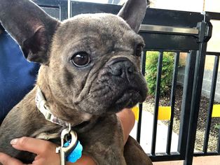 French Bulldog Dogs for adoption in Gulfport, MI, USA