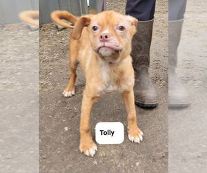 Mutt Dogs for adoption in Brewster, NY, USA