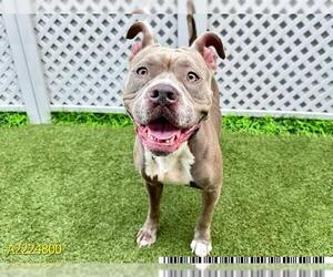 American Pit Bull Terrier Dogs for adoption in West Palm Beach, FL, USA