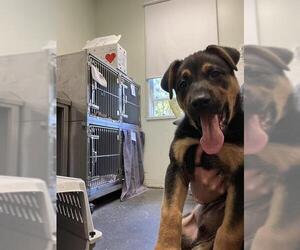 Shepweiller Dogs for adoption in Santa Cruz, CA, USA