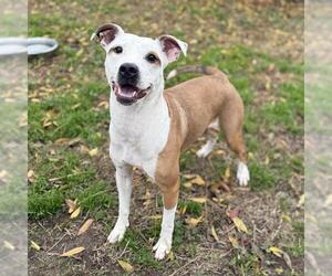 Medium Photo #1 Mutt Puppy For Sale in Modesto, CA, USA